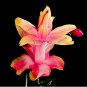 Fresh 100pcs/bag Schlumbergera Flores Christmas Cactus as andMixed Color to (Col:3) Seeds