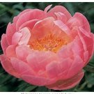 Fresh 10Pcs/Pack Peony Flower Bonsai for Home Garden Seeds