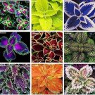 Fresh 100 pcs Janpanse Coleus Rainbow Dragon Foliage s Blooming Potted Flower Seeds