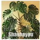 Fresh 100 Pcs Palm Turtle Leaves Monstera Potted Tree Mixed Perennial Foliage s Flores Seeds