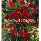 Fresh 200 Pcs Climbing Jasmine Amazing Smell Flowers Perennial Decorated indor Seeds