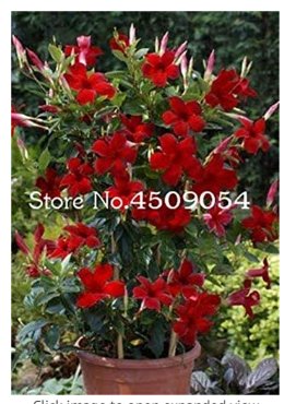 Fresh 200 Pcs Climbing Jasmine Amazing Smell Flowers Perennial Decorated indor Seeds