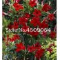 Fresh 200 Pcs Climbing Jasmine Amazing Smell Flowers Perennial Decorated indor Seeds