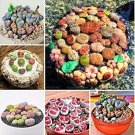 Fresh 200 pcs Mix LithopsMix Varieties SucculentsLiving Stone Flower (Col:Red) Seeds