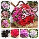 Fresh 100 Pcs/Bag Multicolored Carnation Flowers Balcony Four Seasons (Color: Mix) Seeds