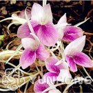 Fresh 100pc a Bag are Kaempferia rotunda Flower Perennial Fleur Graine Seeds
