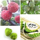 Fresh Annona Muricata Fruit Seeds Soursop Graviola Mixed