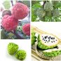 Fresh Annona Muricata Fruit Seeds Soursop Graviola Mixed