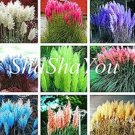 Fresh Mixed Colors Pampas Grass Colorful Grass Natural 200pcs/bag (Color:Mix) Seeds
