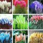 Fresh Mixed Colors Pampas Grass Colorful Grass Natural 200pcs/bag (Color:Mix) Seeds