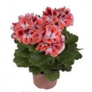 Fresh 20Pcs/Bag Geranium Flower Perennial Flower Pelargonium Peltatum Potted Geranium Seeds