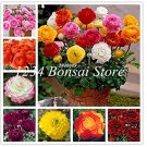 Fresh 100 pcs Ranunculus FlowerSeeds Ranunculus flower De Jardinagem (Col:Mixed)