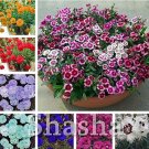 Fresh 300 Pcs Multicolored Dianthus Caryophyllus Carnation Flower er (Color: Mixed) Seeds
