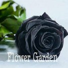 Fresh China Black Rose Flower 150pcs Easy to Family Flores La rosa Negra Semillas Seeds