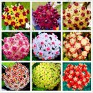 Fresh 24 Color Hoya Flower Flores Hoya Carnosa e as 100Pcs (Color: Mix) Seeds