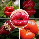 Fresh Exotic Red Lips Flower Pots Flowers s Park Yard Psychotria s 120 Pcs/Bag Seeds