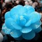 Fresh 40pcs/Bag Mini Blue lithops Succulent Flores Ass Flower as Stone Seeds