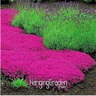 Fresh 100 Pcs/Lot Creeping Thyme PerfectFlower Border Rock walkways patios and Seeds