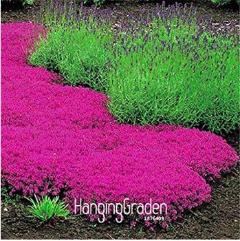 Fresh 100 Pcs/Lot Creeping Thyme PerfectFlower Border Rock walkways patios and Seeds