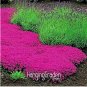 Fresh 100 Pcs/Lot Creeping Thyme PerfectFlower Border Rock walkways patios and Seeds