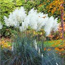 Fresh 100 Pcs Pampas Grass Patio Flowers (Pink Yellow White Purple) Cortaderia Grass Seeds