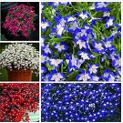 Fresh 200 pcs/Bag Lobelia Flowers Blooming Covering Flore Flower (Col:Mixed) Seeds