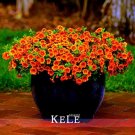 Fresh Calibrachoa Kabloom Crave Sunset Vigorous Free Annual Petunia 100 Pcs/Lot Seeds