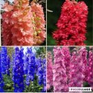 Fresh 100pcs / Bag Delphinium Flower Forking Larkspur Salmon King Flower (Color:Other) Seeds