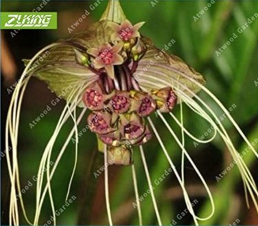 Fresh 100pcs Black Tiger Shall Orchid Flowers Scented ShadeFlowers Seeds