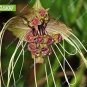 Fresh 100pcs Black Tiger Shall Orchid Flowers Scented ShadeFlowers Seeds