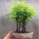 Fresh 50 Pcs / Pack Dawn Redwood Tree Grove Metasequoia Glyptostroboides ing Seeds