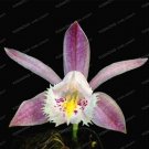 Fresh 100 Pcs/Bag Pleione Orchid Popular Perennial Garden Gorgeous Flower Seeds