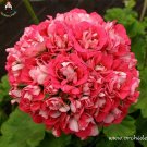 Fresh 50pcs Giant Red Big Blooms Geranium Flowers Heirloom Garden Ornamental Flowers Seeds