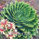 Fresh Spiral New Succulents MESA Aloe Polyphylla Rotation Aloe Vera Queen 100pcs/bag Seeds