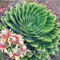 Fresh Spiral New Succulents MESA Aloe Polyphylla Rotation Aloe Vera Queen 100pcs/bag Seeds