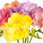 Fresh 200 Pcs Freesia Bulbs Flowers Orchid Freesia Rhizome Bulbous Flowers