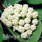 Fresh Flower Hoya Kerrii (December Orchid) Family Supplies 100PCS / Bag (Color:Purple) Seeds