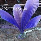 Fresh 100 Pcs Purple Travelers Palm Ravenala Madagascariensis Evergreen Tree Seeds