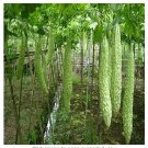 Fresh Taiwan Long Green Balsam pear Bitter Melon Veranda Vegetable 10pcs (Col:2) Seeds