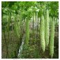 Fresh Taiwan Long Green Balsam pear Bitter Melon Veranda Vegetable 10pcs (Col:2) Seeds