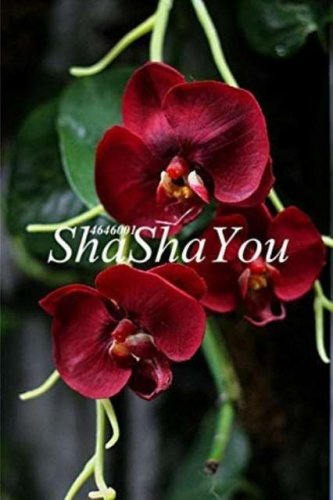 Fresh Phalaenopsis Giant Orchid Flower Big Flowers Seeds 100 pcs