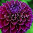 Fresh 200 pcs Dahlia Flower s Jardin Charming Dahlia Potted s Seeds