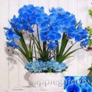 Fresh 100pcs Phalaenopsis Orchid Phalaenopsis hydroponic Flower Seeds