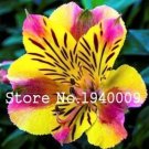 Fresh 100 pcs Peruvian Lily Alstroemeria Mix Color Lilies Flower Flowers Seeds