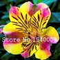Fresh 100 pcs Peruvian Lily Alstroemeria Mix Color Lilies Flower Flowers Seeds