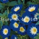 Fresh 100 Pcs/Bag StarBlue and Patio Potted Morning Glory Flowers Seeds