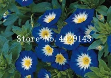 Fresh 100 Pcs/Bag StarBlue and Patio Potted Morning Glory Flowers Seeds