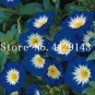 Fresh 100 Pcs/Bag StarBlue and Patio Potted Morning Glory Flowers Seeds