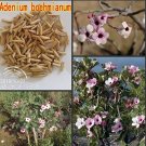 Fresh Adenium boehmianum Adenium Obesum semillas Desert Rose Flower (Col:20pcs) Seeds