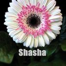 Fresh 200 Pcs Lowest Price! Gerbera Daisy Hybrids Mix Flower as (Color: 24) Seeds
